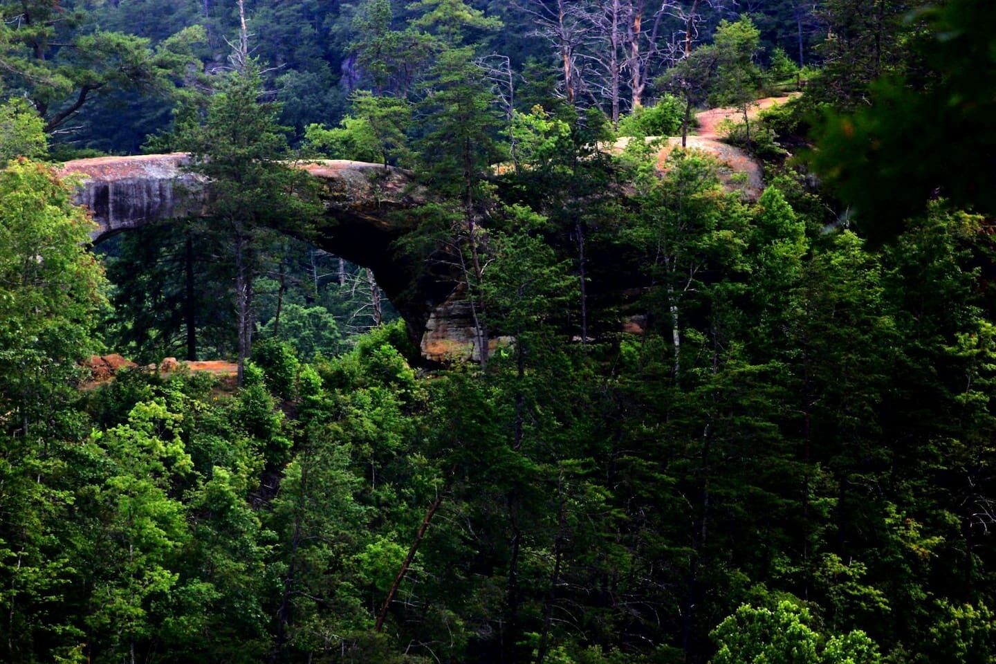 A forested area with a natural rock bridge.