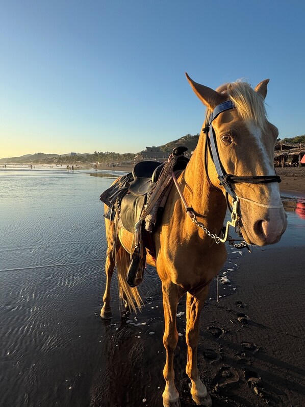A horse standing on a beach with a saddle and bridle, facing the camera. - The Rooftop Hotel Beach & Club (La Libertad)