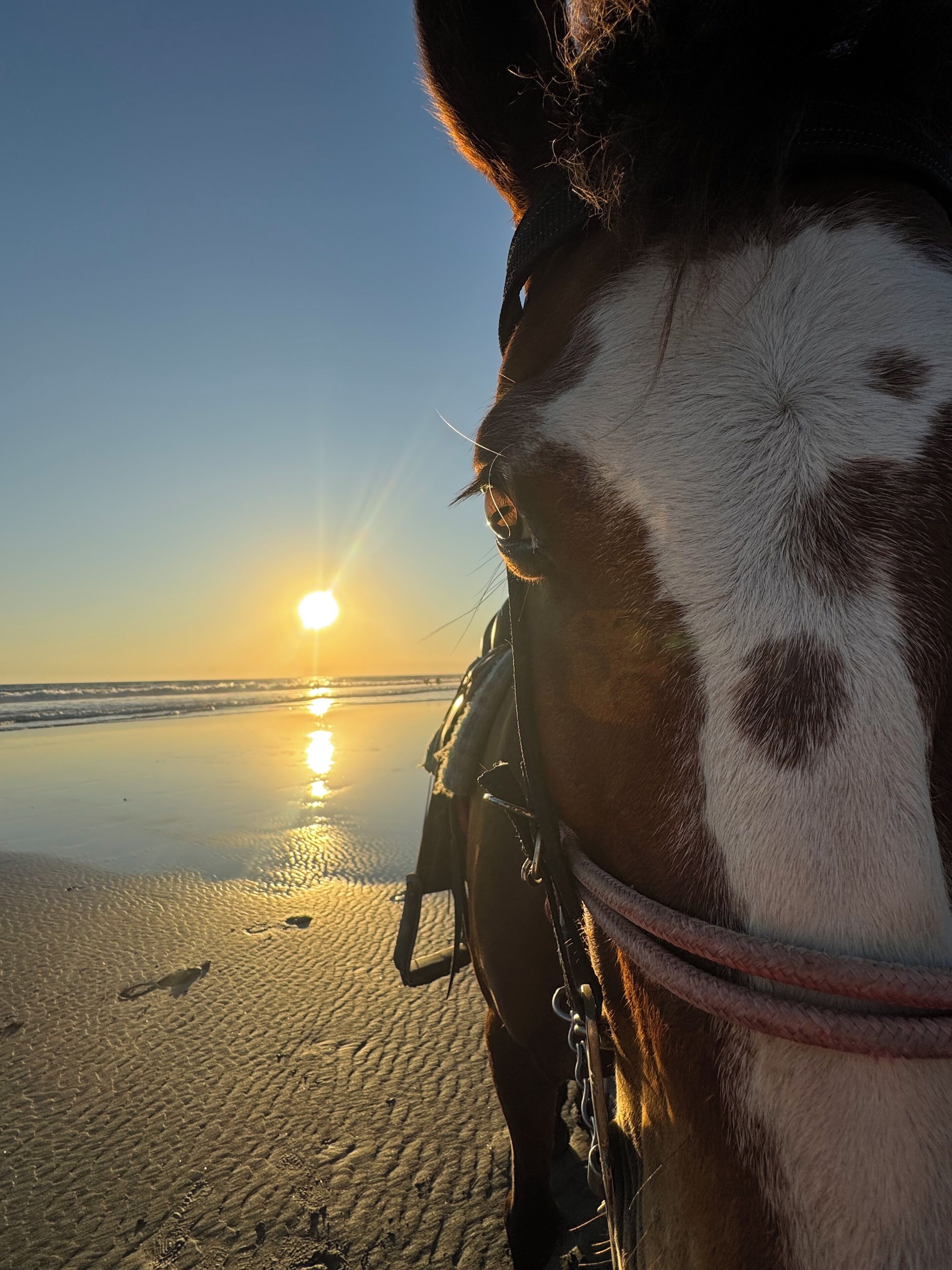 Un gros plan de la tête d’un cheval équipé d’un mors, sur fond de plage, avec le soleil bas à l’horizon.