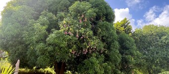 Indulge in the ultimate Caribbean escape