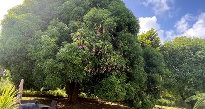 Indulge in the ultimate Caribbean escape