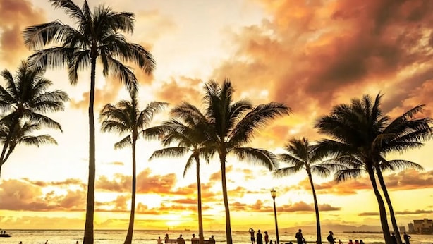A beach with palm trees and a sunset.