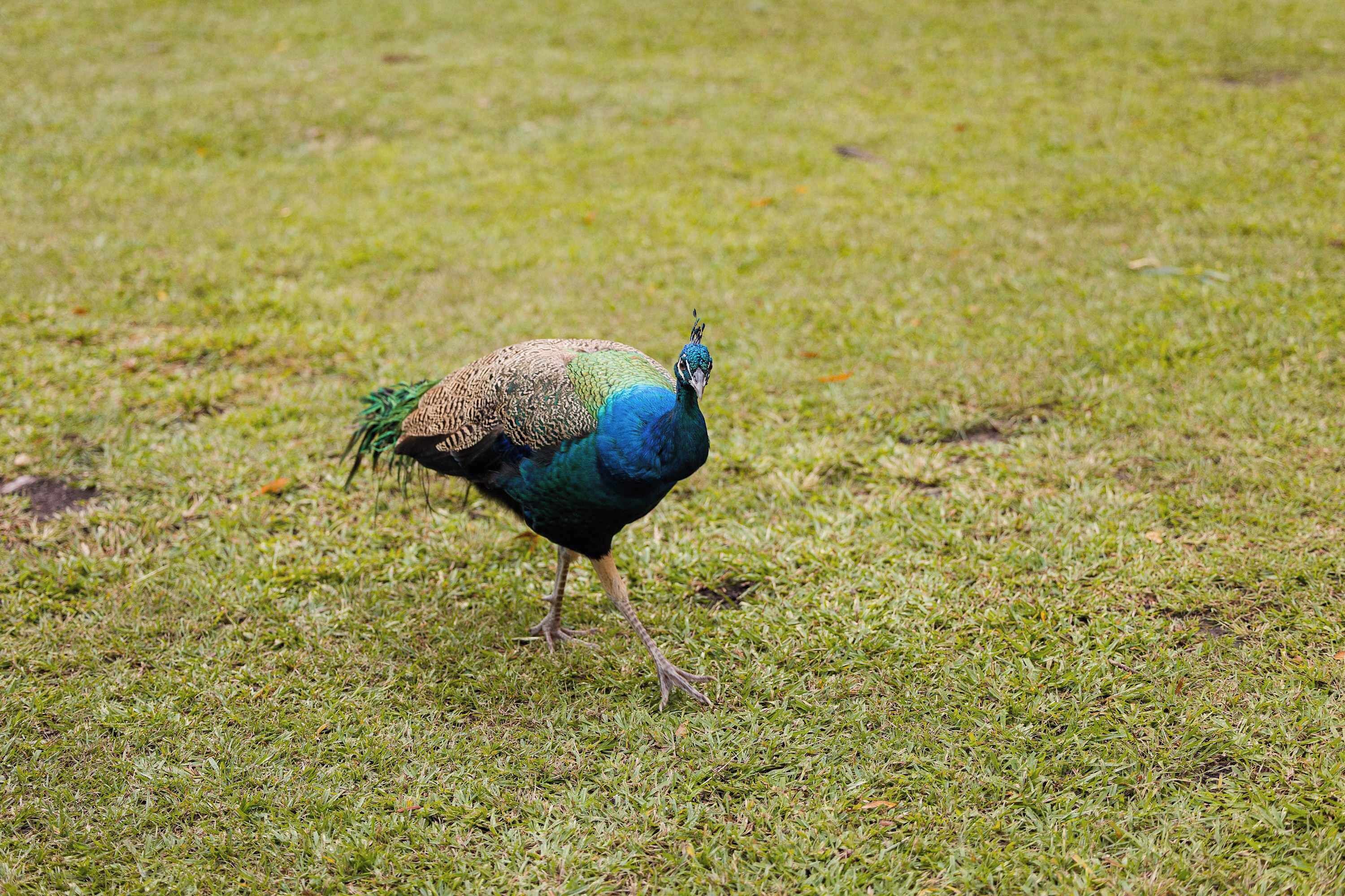 Un paon se tient debout dans un champ d’herbe.