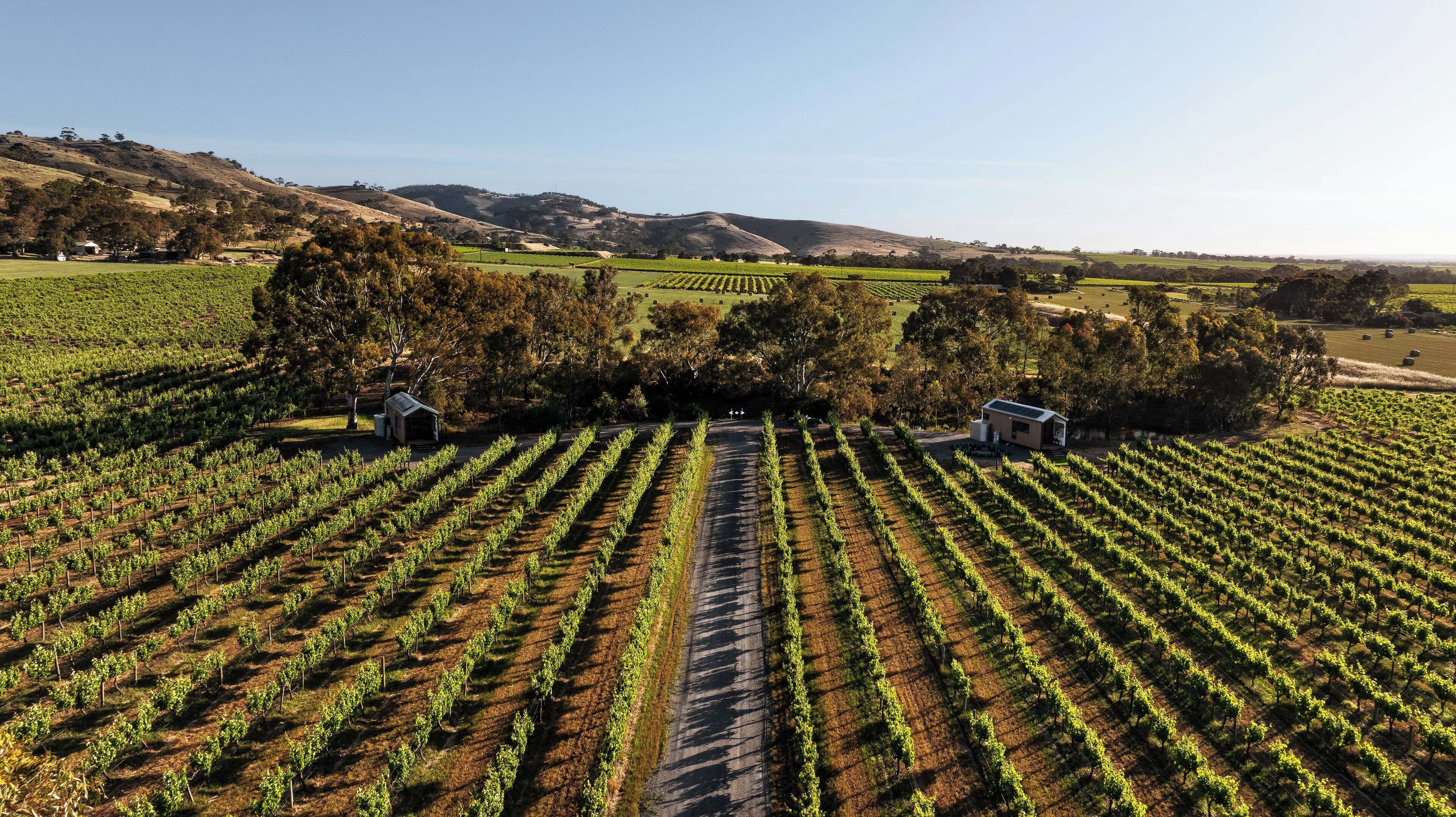 A vineyard with rows of grapevines, two small buildings, and a hilly landscape in the background.