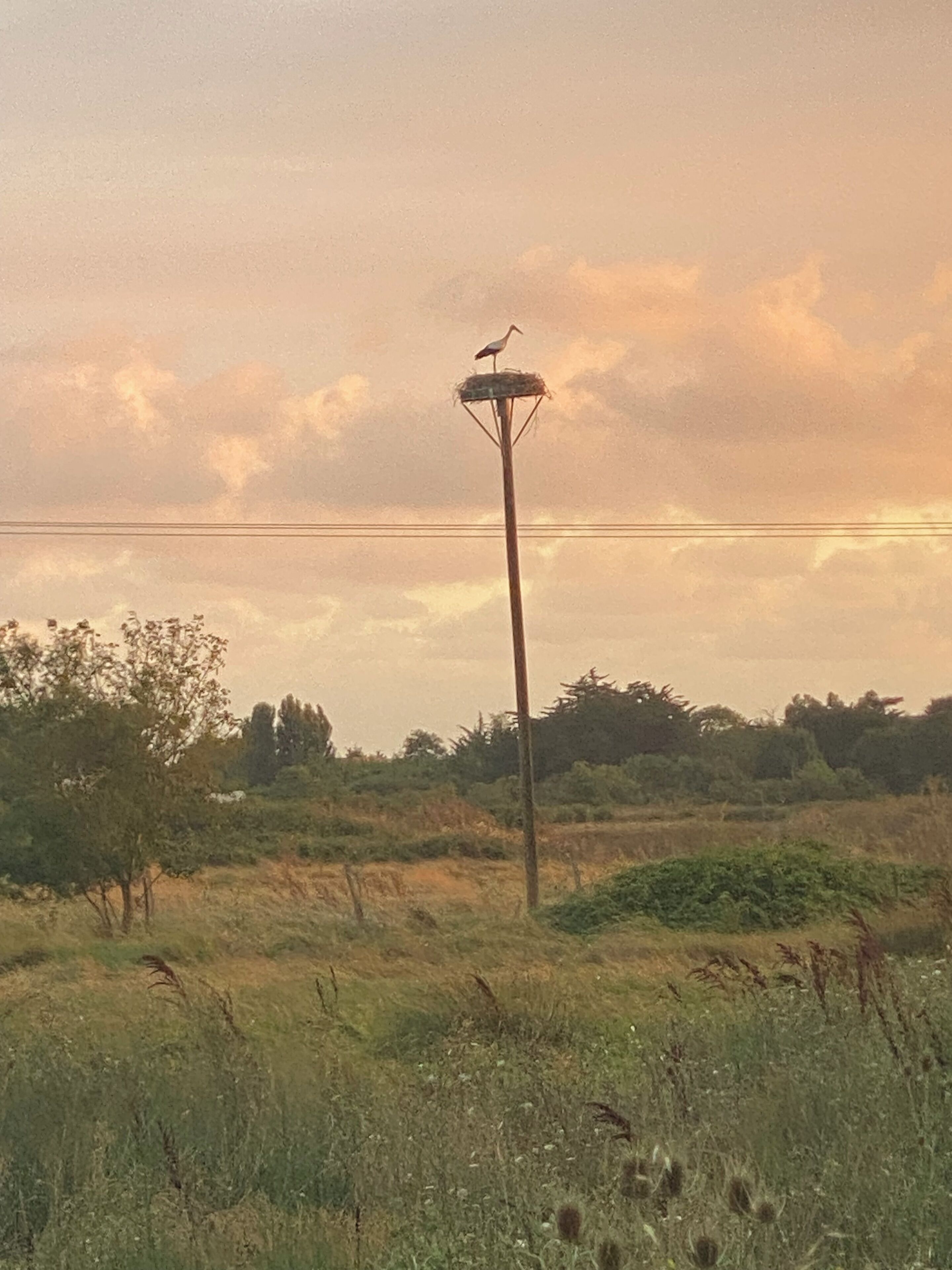 Un pájaro en un nido en la parte superior de un poste, en un campo cubierto de hierba con árboles al fondo.