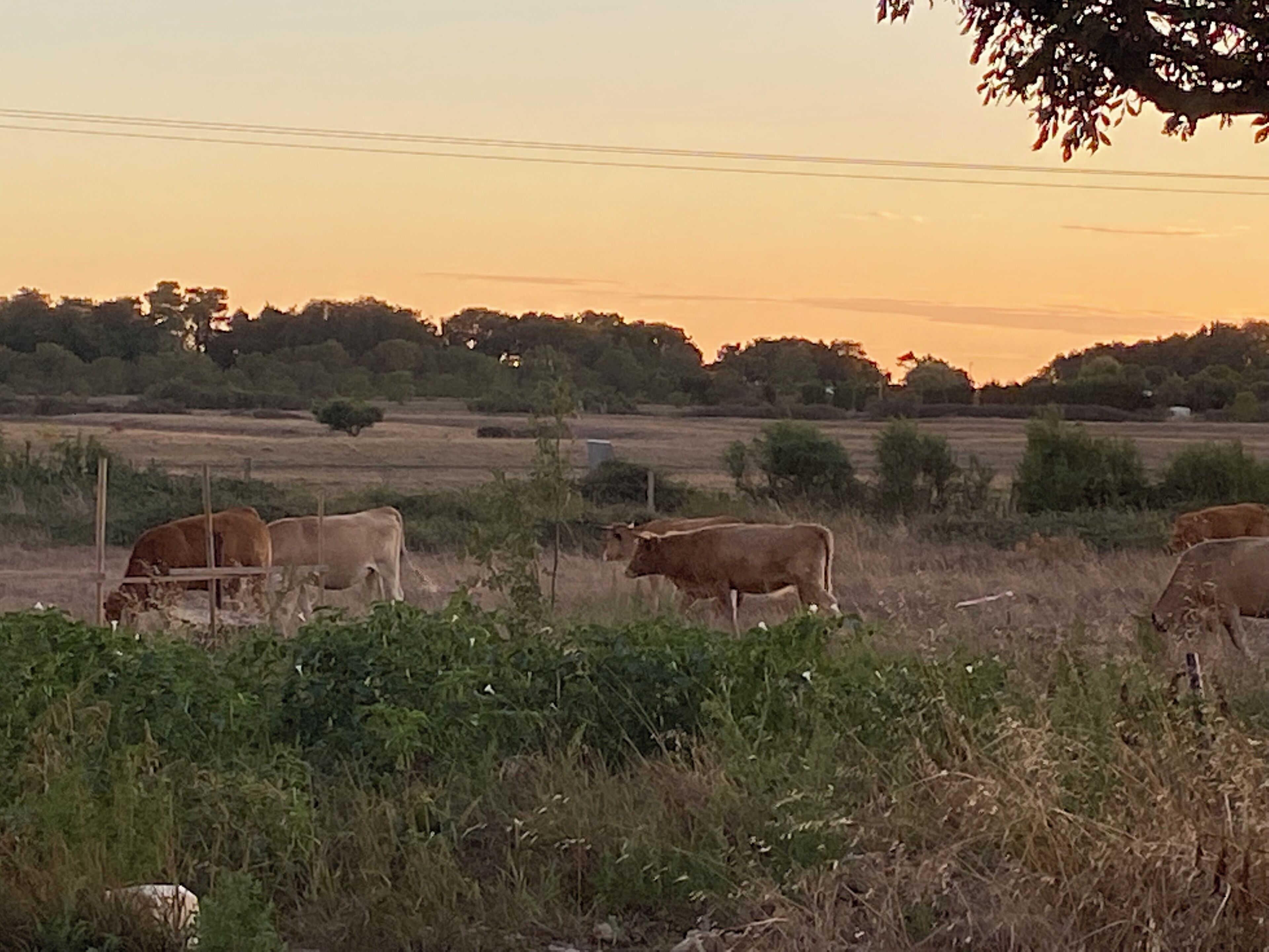 A rural landscape with cows grazing in a field, surrounded by trees and open land.