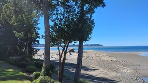 Une plage bordée d’arbres, sous un ciel dégagé.
