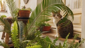 Eine Katze sitzt auf einem hölzernen Sims, umgeben von Topfpflanzen.