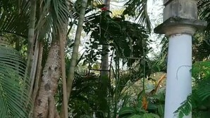 A white pillar in a lush garden with various tropical plants and a large tree trunk. - Kiota Jungle Homestay (Dar es Salaam)