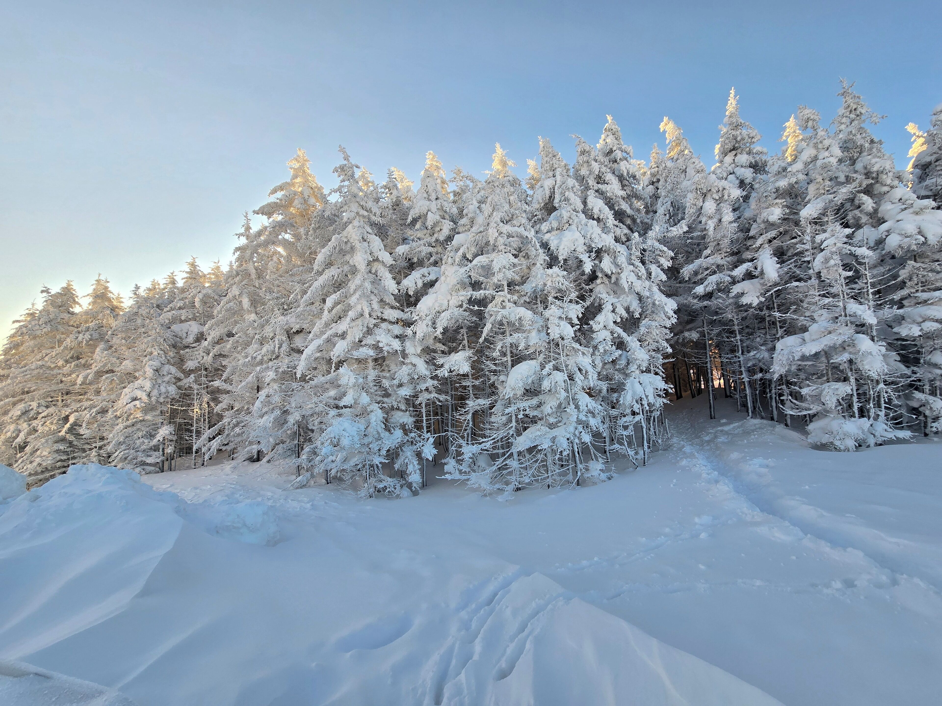 Ein verschneiter Wald mit dichten Nadelbäumen und einem klaren Himmel.