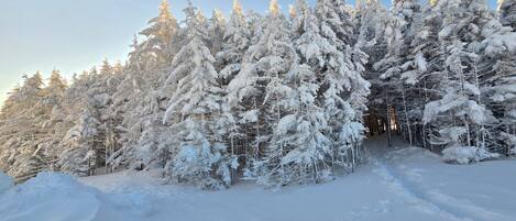 A snowy forest with dense evergreen trees and a clear sky.