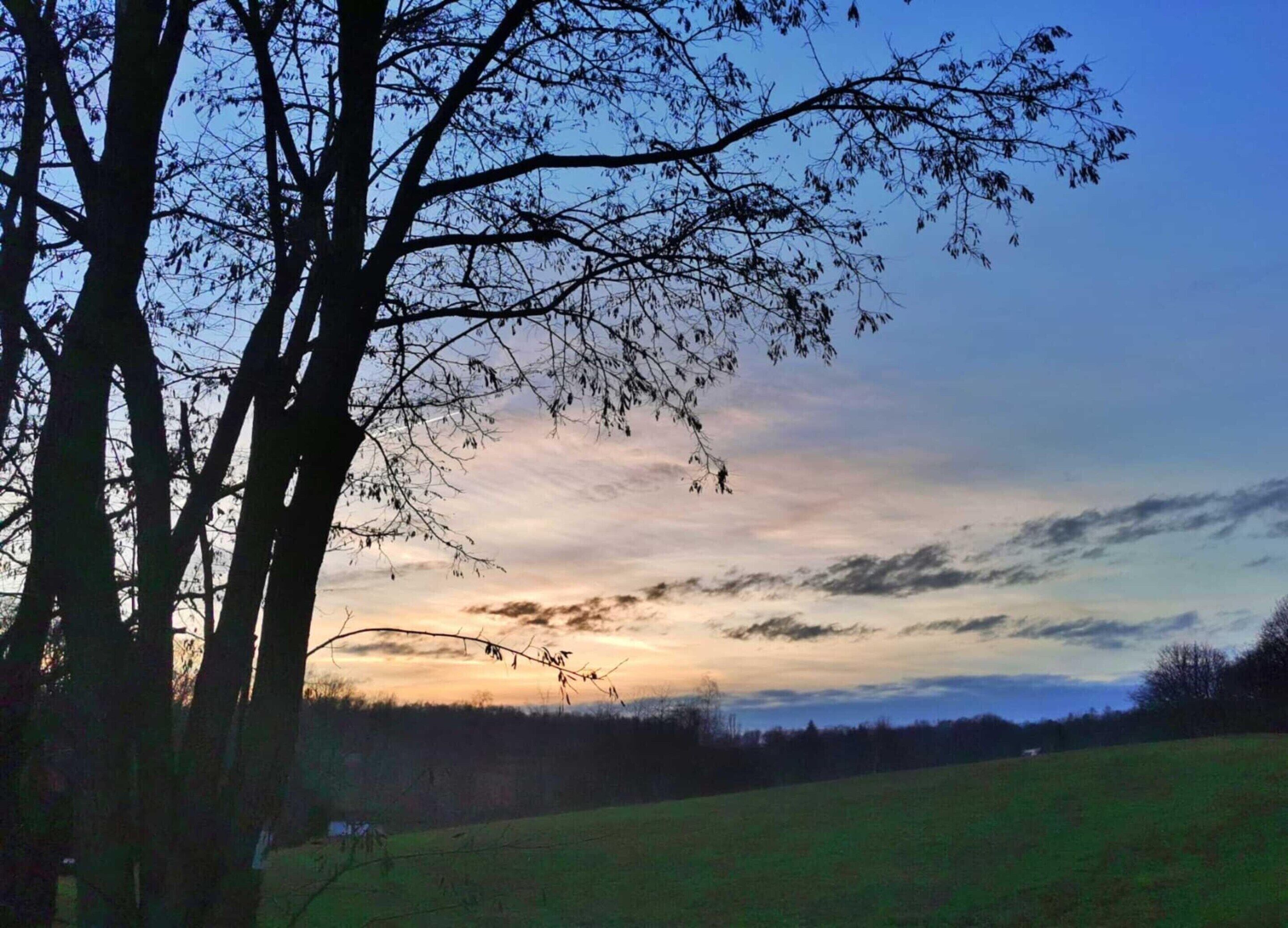 A landscape with trees and a field during sunset.
