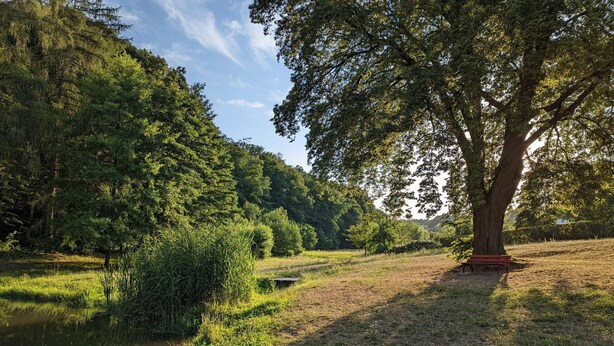 A serene riverside park with a large tree, a bench, and a path leading through the greenery. - Ferienwohnung in Freital, Dresden (Freital)