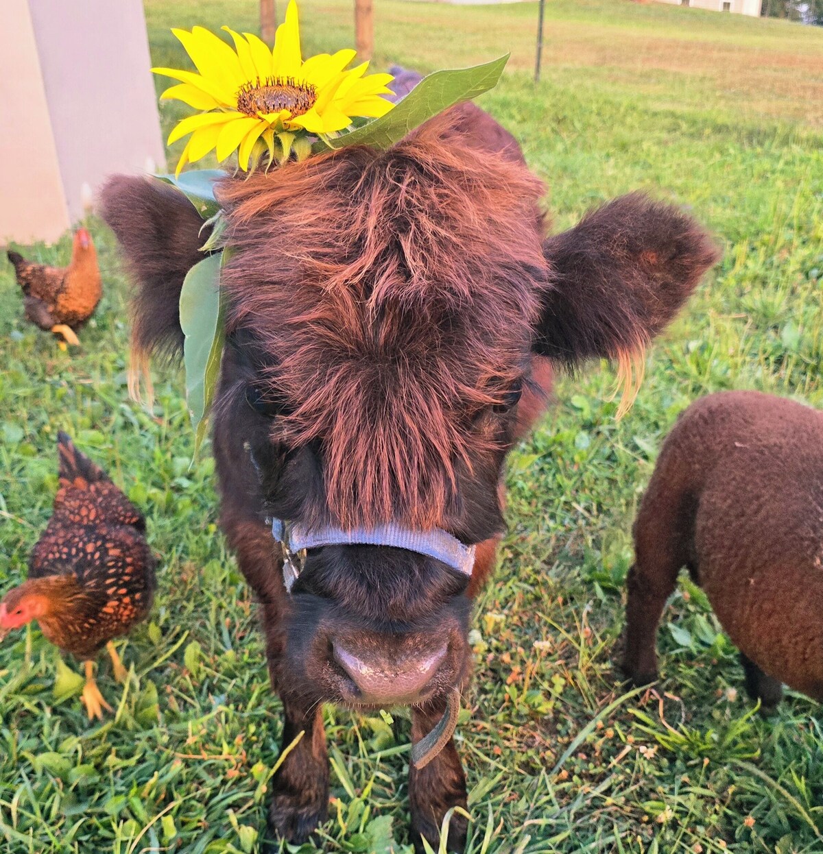 Image de profil de l’hôte