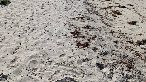 A sandy beach with footprints and seaweed, a clear sky, and a distant shoreline with vegetation and buildings.