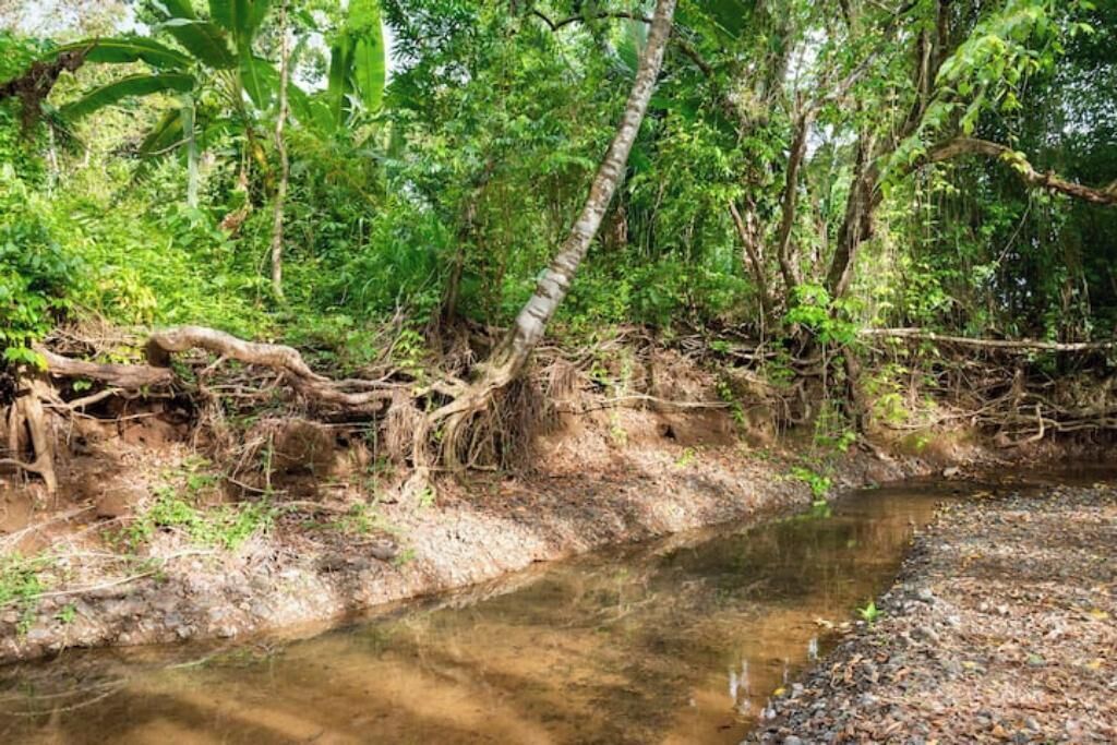 A natural stream with dense foliage and a fallen tree trunk.