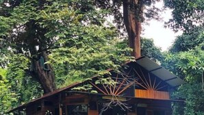 A treehouse with a wooden exterior, a balcony, and a staircase leading up to it, surrounded by lush greenery. - Treehouse with butterfly and exotic fruit farm (Quebrada amarilla)