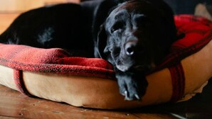 Un chien noir est allongé sur un coussin pour chien rouge et beige, dans une pièce au plancher en bois et dotée d’une cheminée en briques.
