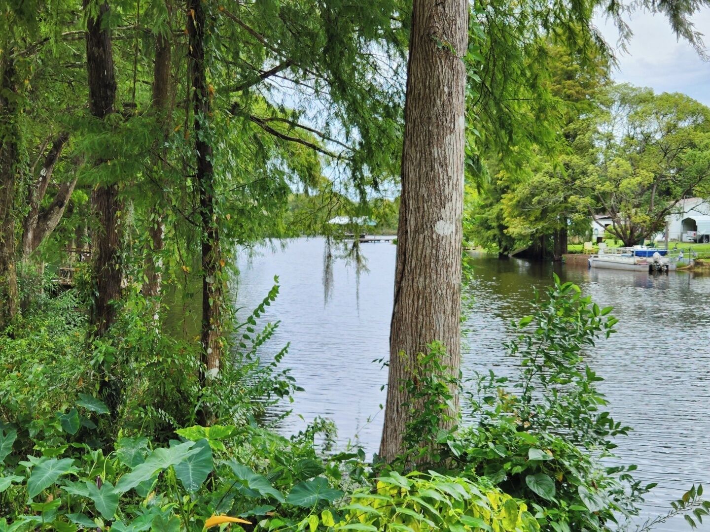 A serene riverside setting with dense greenery and a boat docked on the water.