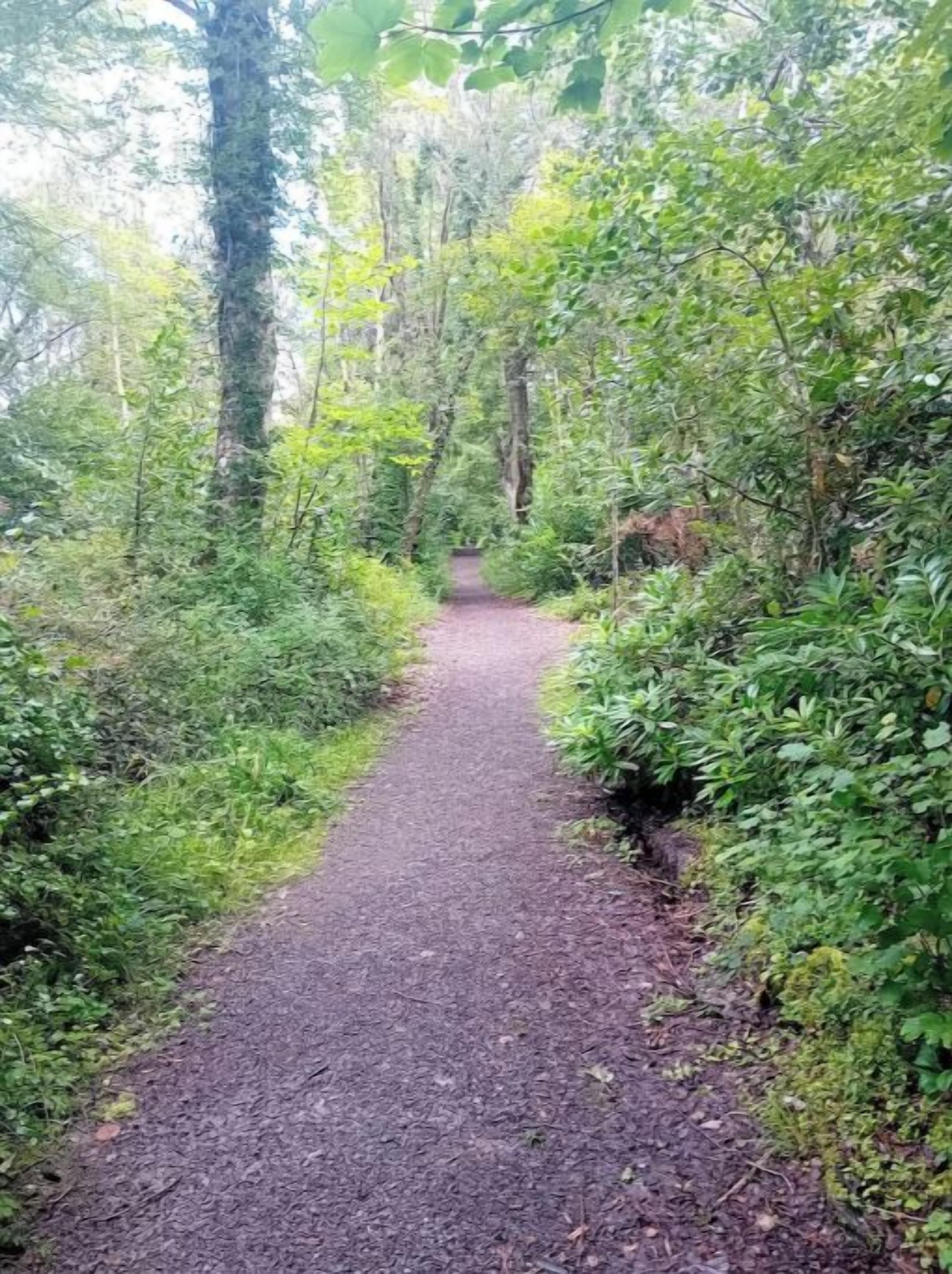 A narrow, gravel path surrounded by dense green foliage and trees, leading into a forested area.