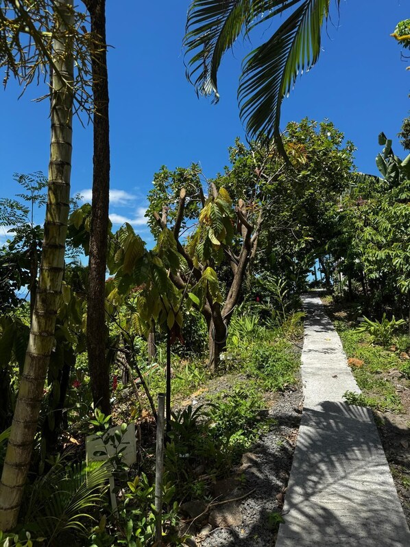 A concrete pathway leading through a tropical garden with various trees and plants.