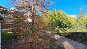 A tree with bare branches in a landscaped area with a paved path and a hedge.