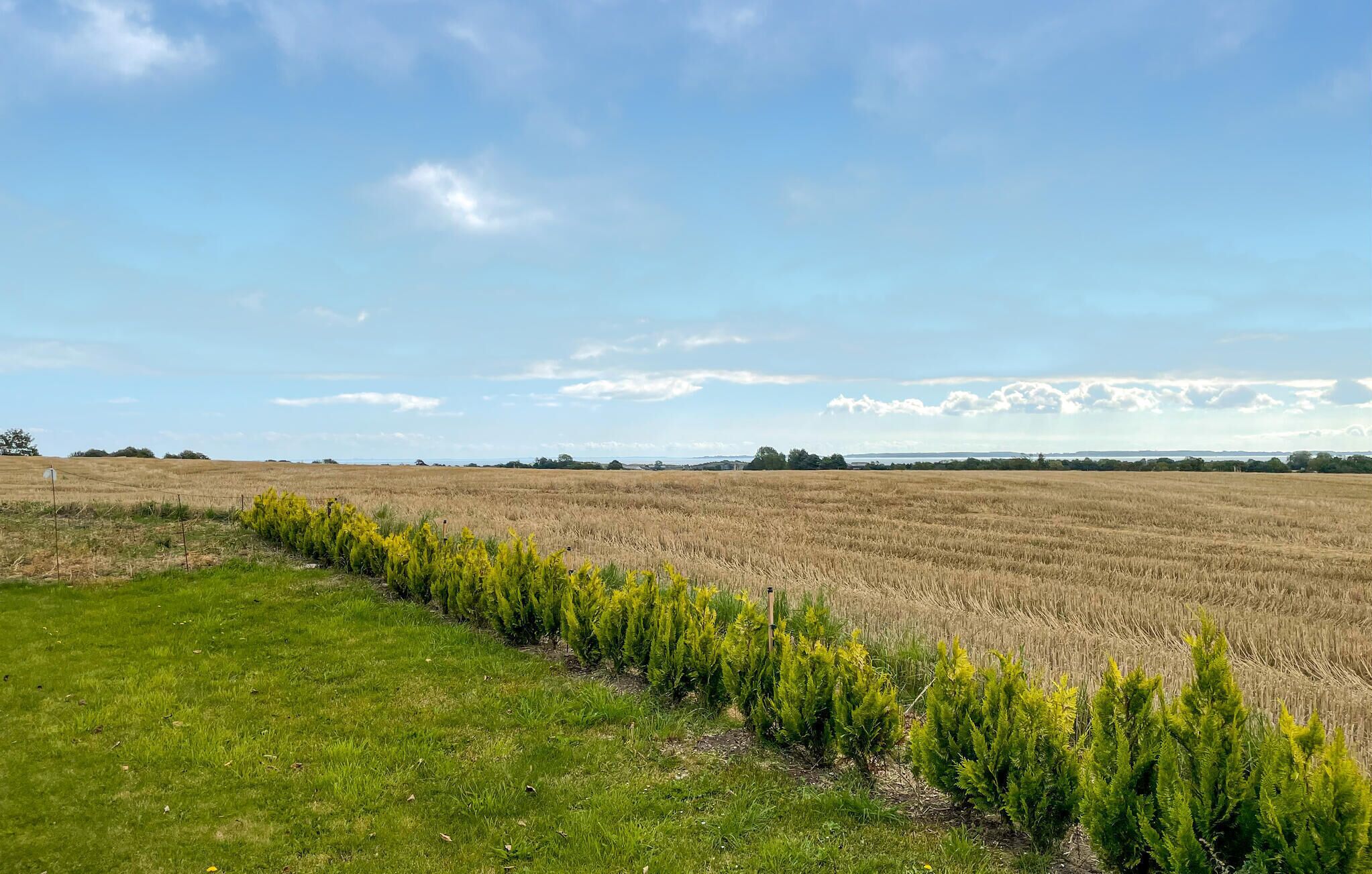 A field with a row of young trees in the foreground and a flat landscape in the background under a clear sky.