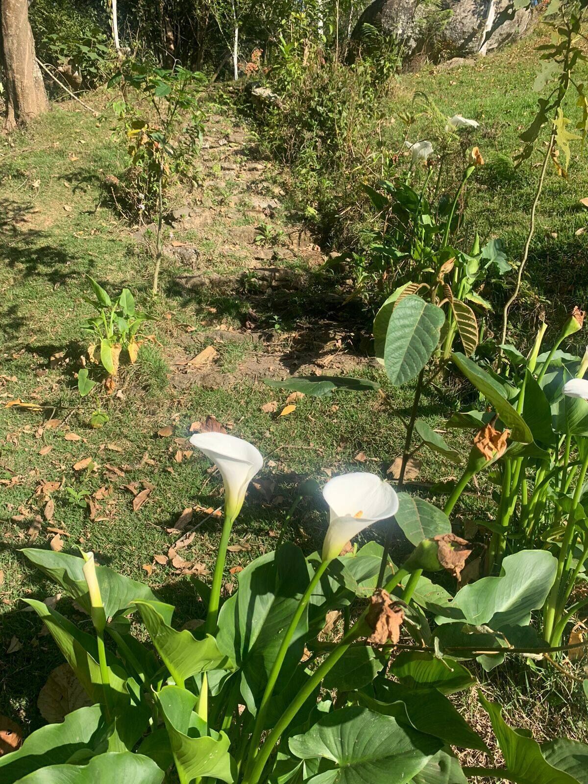 Un giardino con diverse piante e un muro di pietra sullo sfondo.