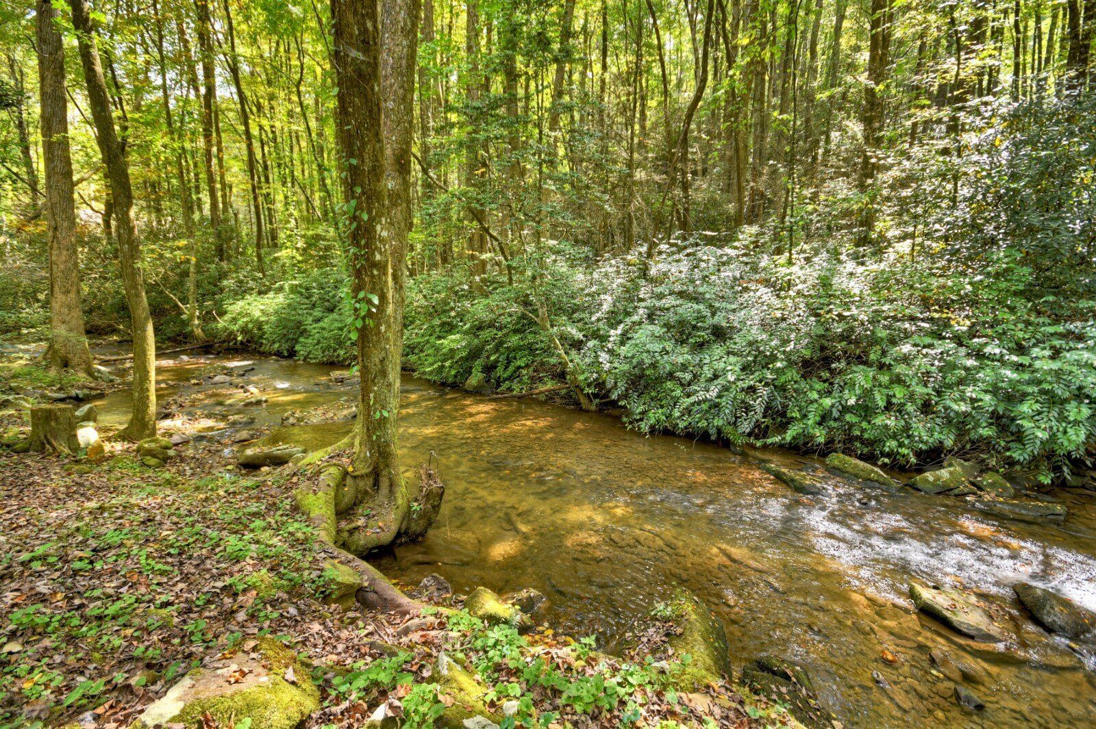 A forest stream with moss-covered rocks and dense greenery.