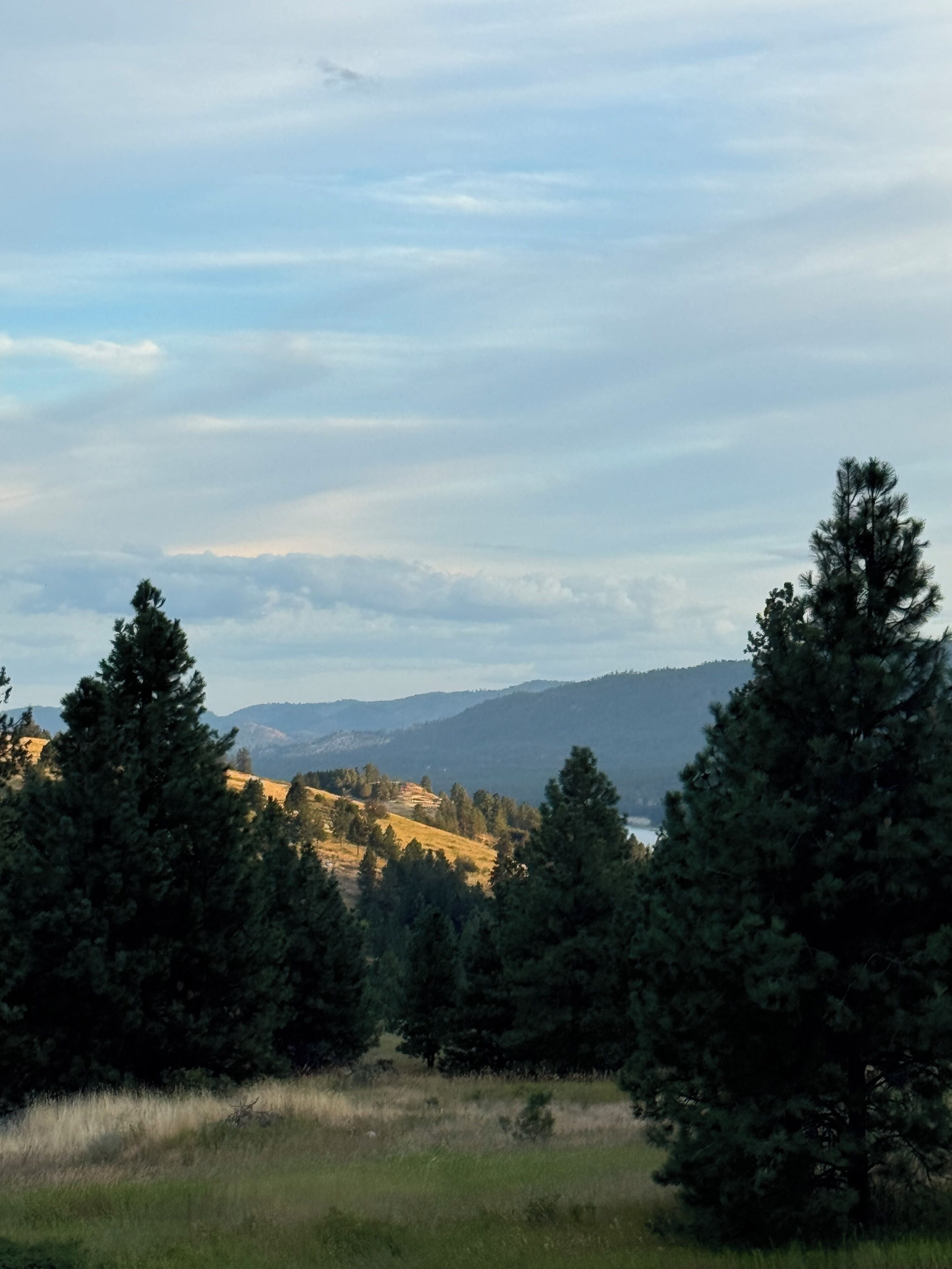 Un paysage naturel caractérisé par une diversité d’arbres et offrant une vue lointaine sur des collines.