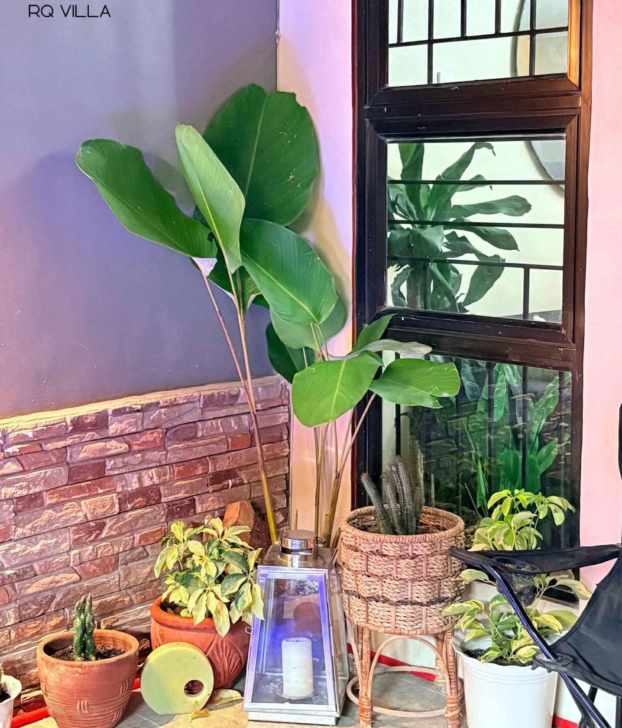 A potted plant arrangement near a window with a brick wall and a wooden door.
