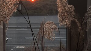 Solnedgang ud af et vindue, med tørrede planter foran.