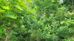 Un sendero de ladrillo rodeado de abundante vegetación y árboles.