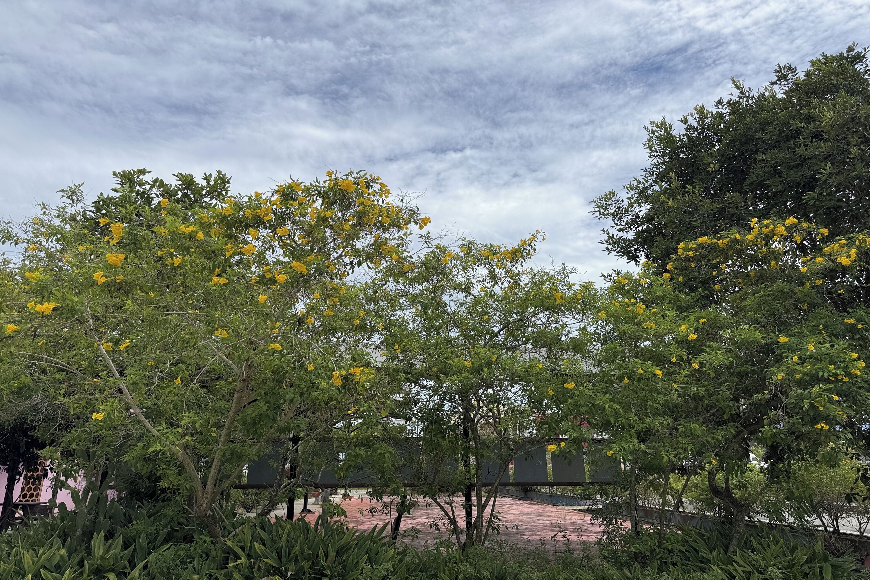 Un jardin avec des arbres aux fleurs jaunes et un chemin pavé.