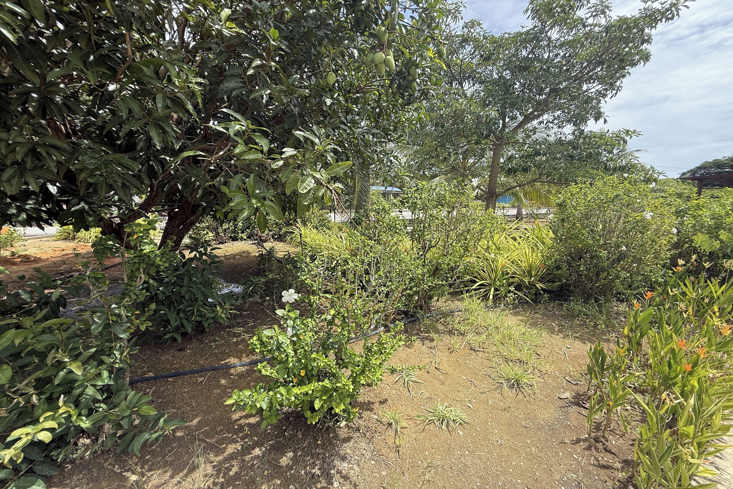 Un jardín con diversas plantas y árboles, incluyendo un árbol grande con hojas verdes y un árbol más pequeño con flores blancas.