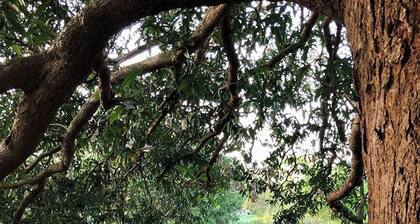 Michael's Homestay - Farm Villa near Patar Beach & Bolinao Falls