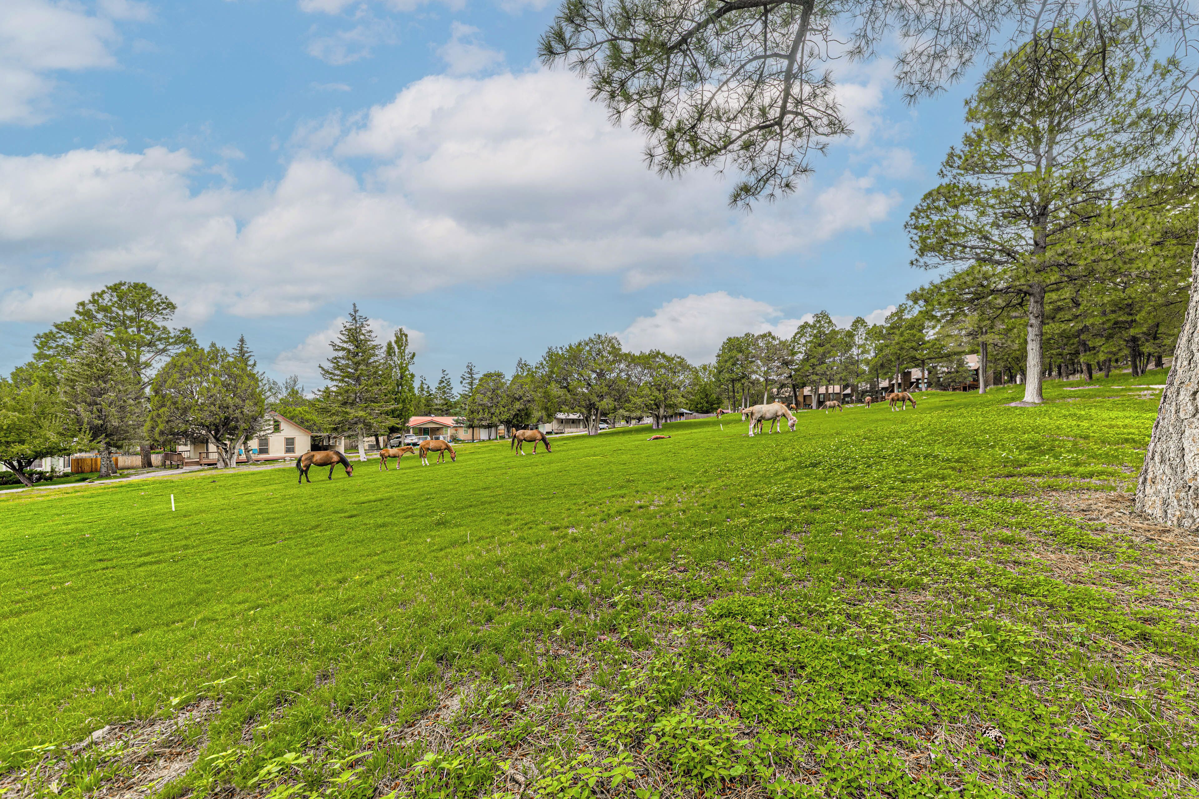 A grassy field with horses grazing, surrounded by trees and a few buildings in the background.