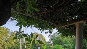 A stone-paved pathway leading to a covered area with a pergola overhead.