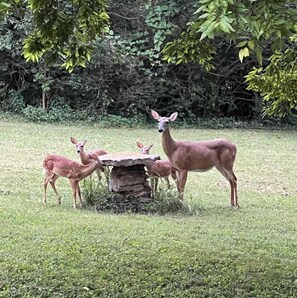 A grassy area with a stone structure and a deer standing nearby.