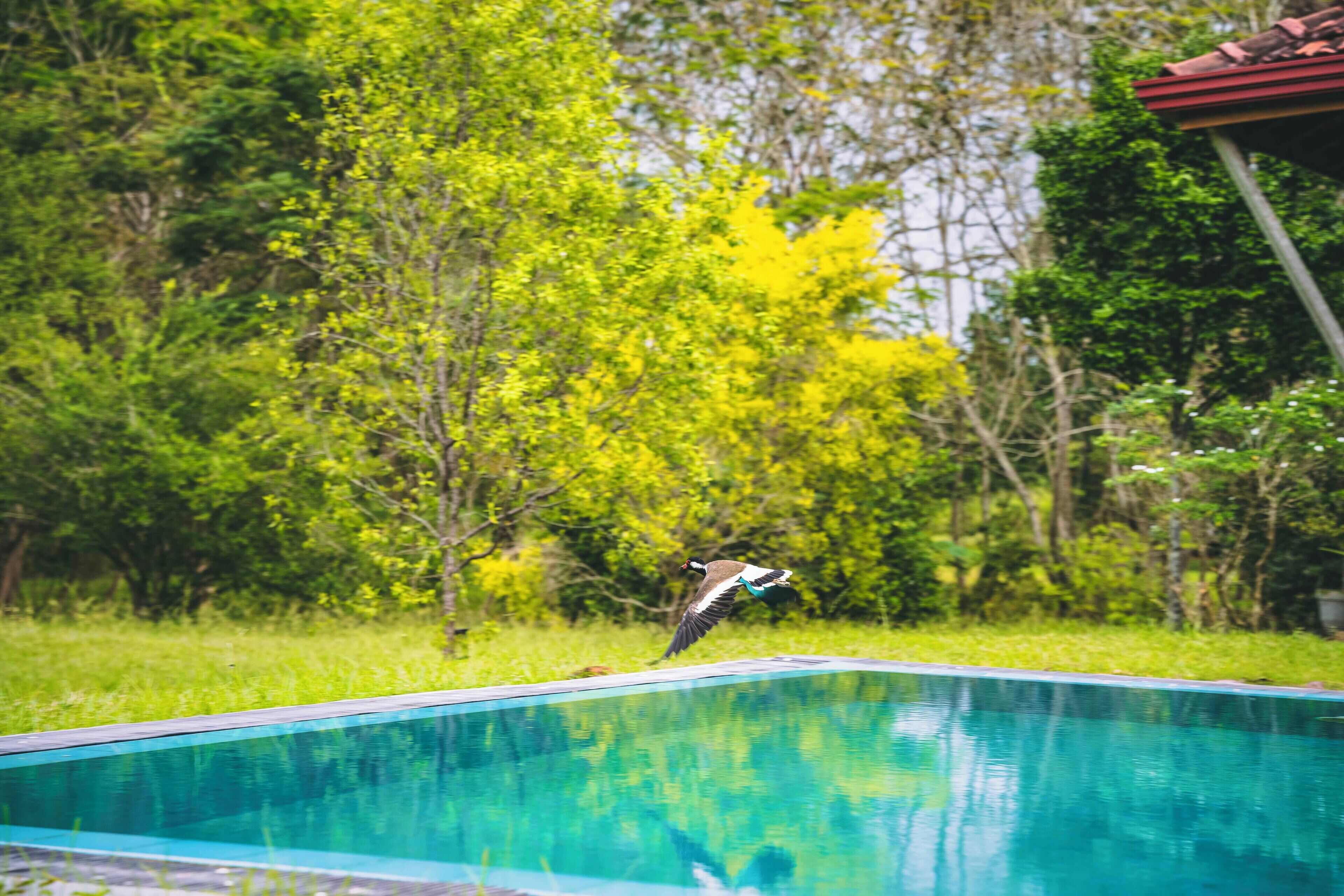Outdoor pool, pool loungers