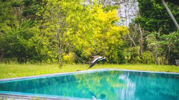 Outdoor pool, pool loungers