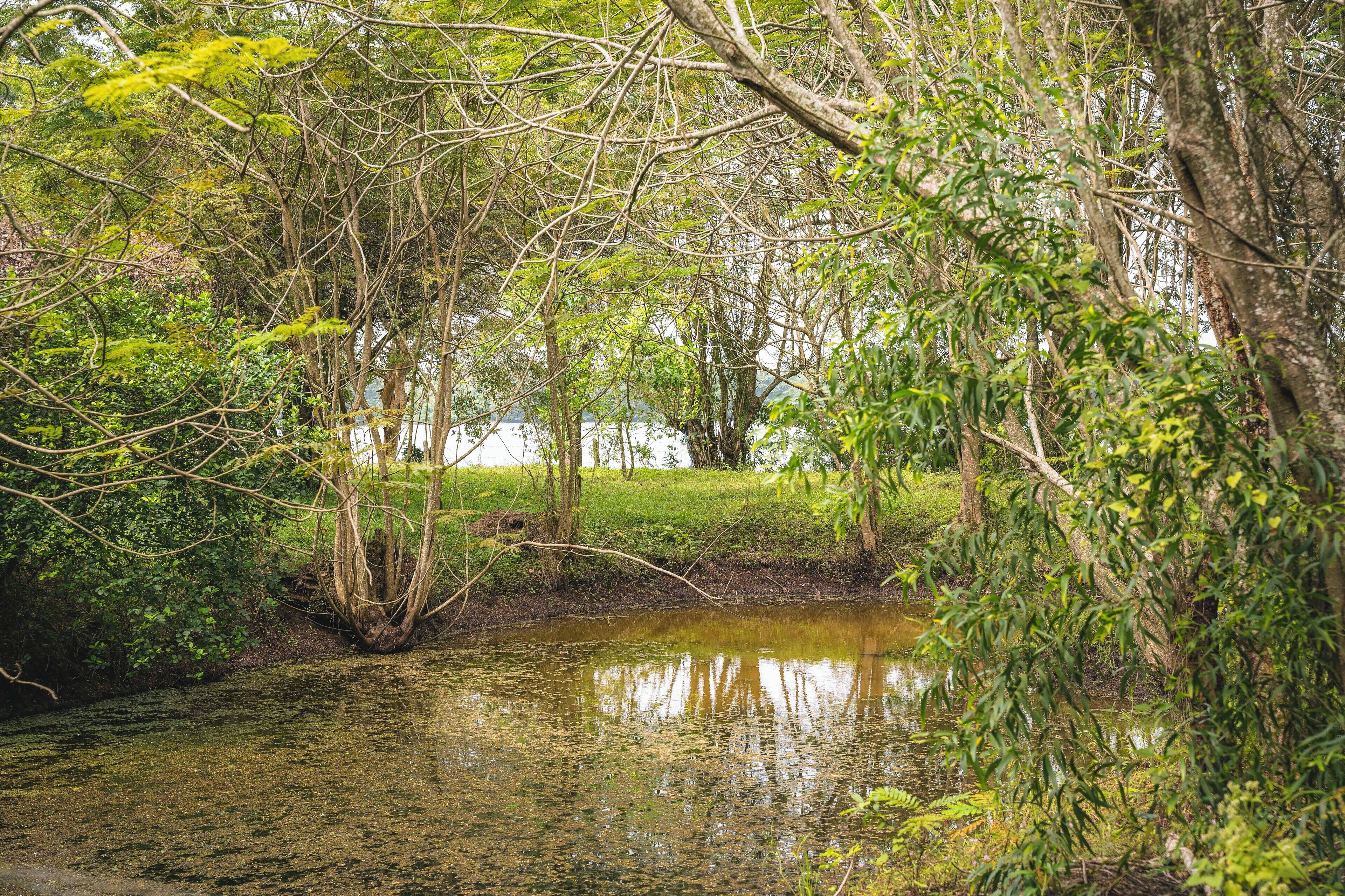 A natural landscape with a pond surrounded by dense trees and greenery.