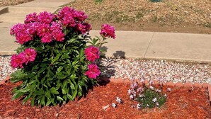 Una casa de planta baixa amb un porxo, un jardí petit amb flors roses i un cel blau clar.
