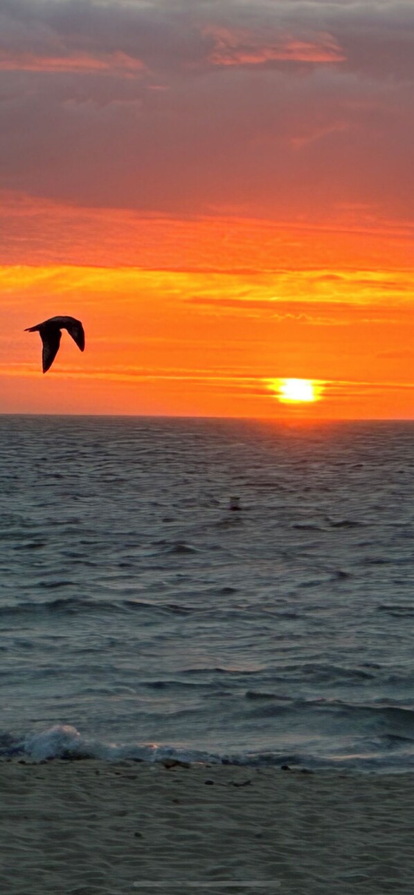 Un coucher de soleil sur l’océan, avec un oiseau qui vole.
