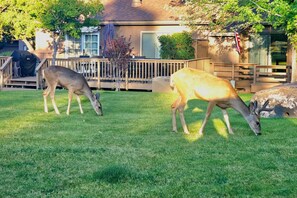 Terrain de l’hébergement 