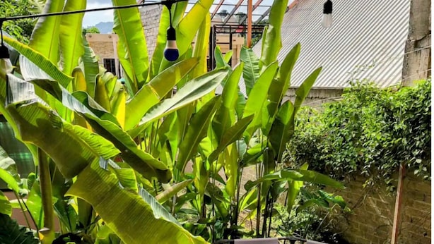 Piscina rodeada de exuberantes plantas de banano y una cerca de metal.