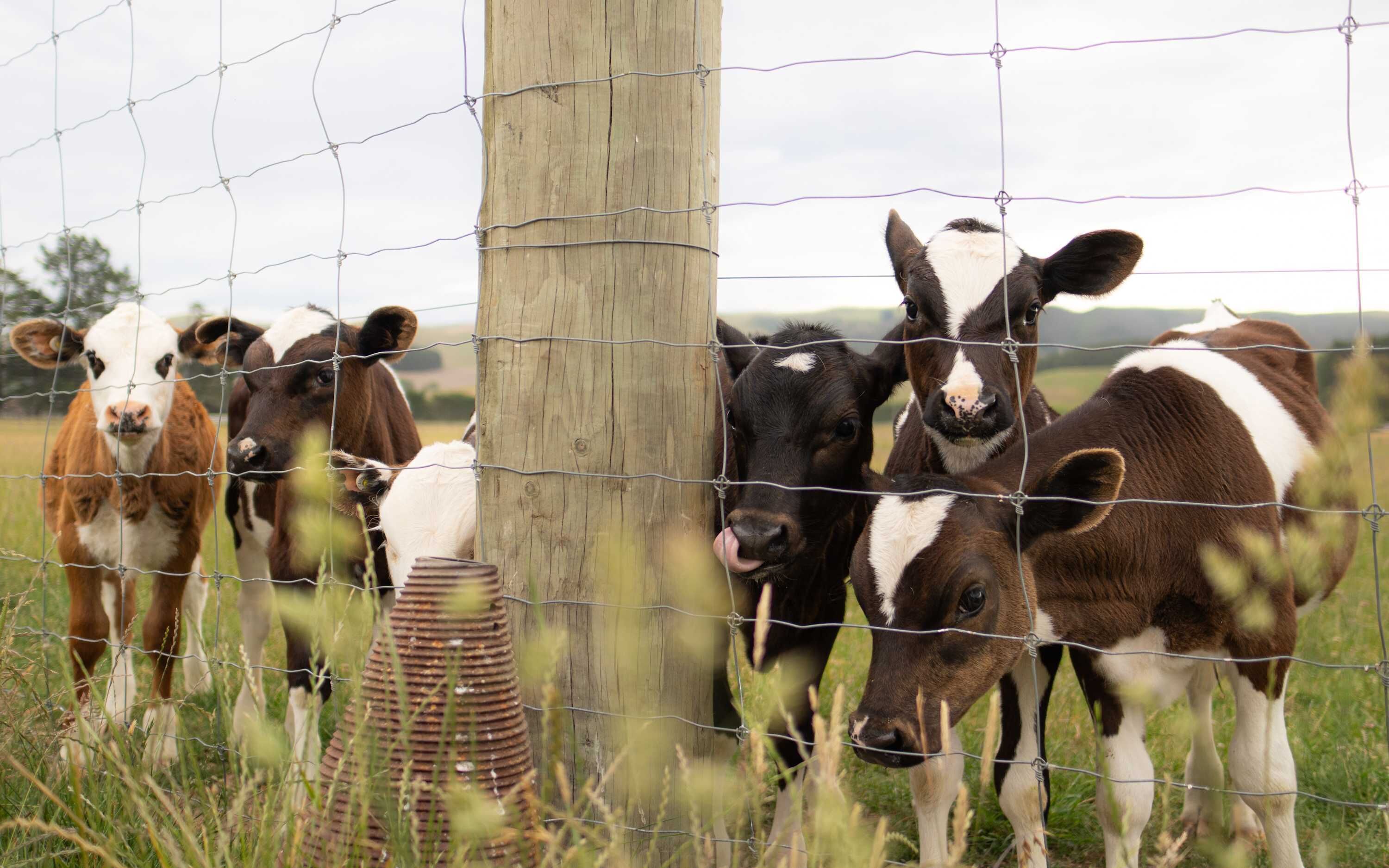 A group of cows behind a wooden fence with barbed wire.