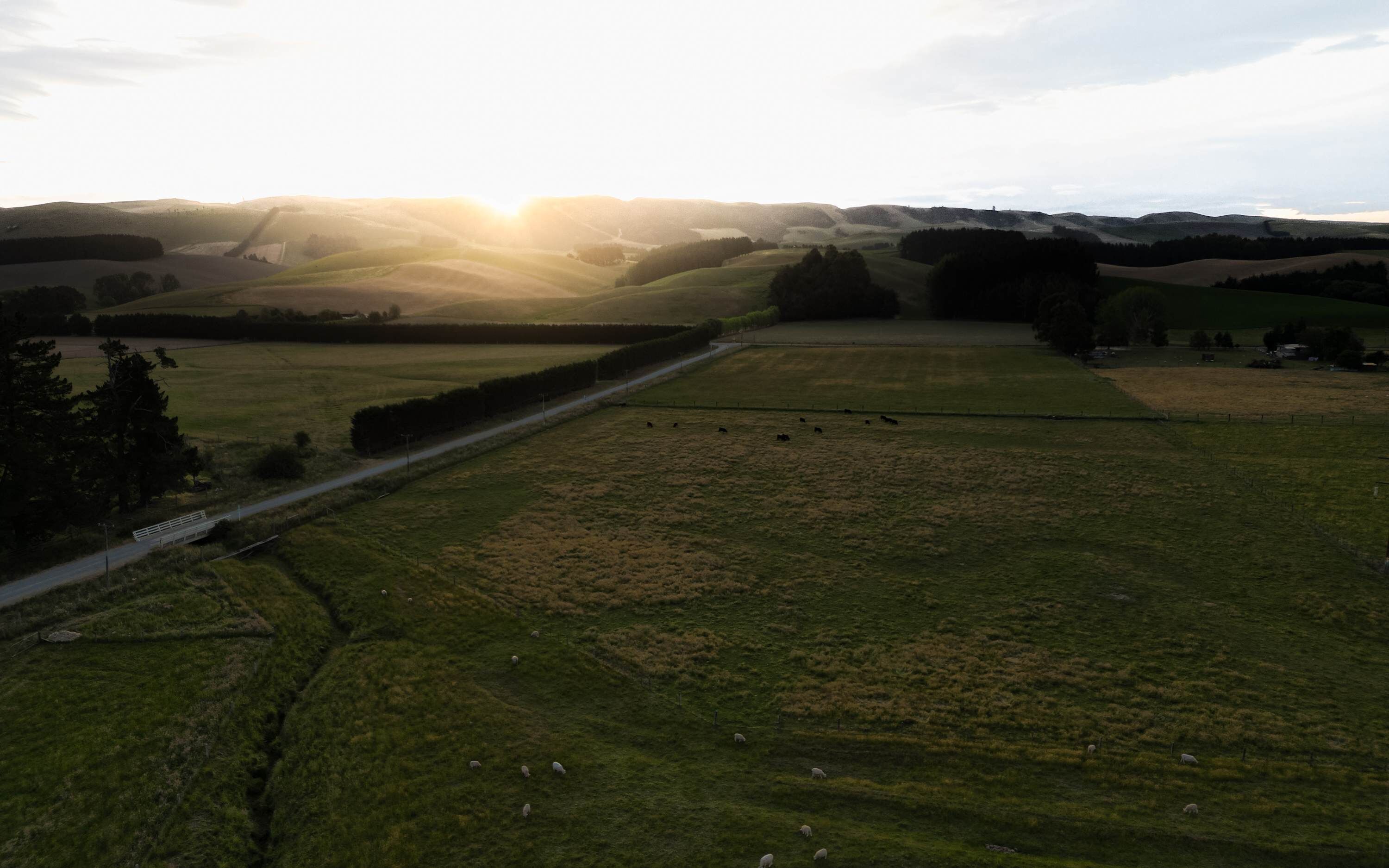 A rural landscape with rolling hills, a road, and scattered sheep grazing.