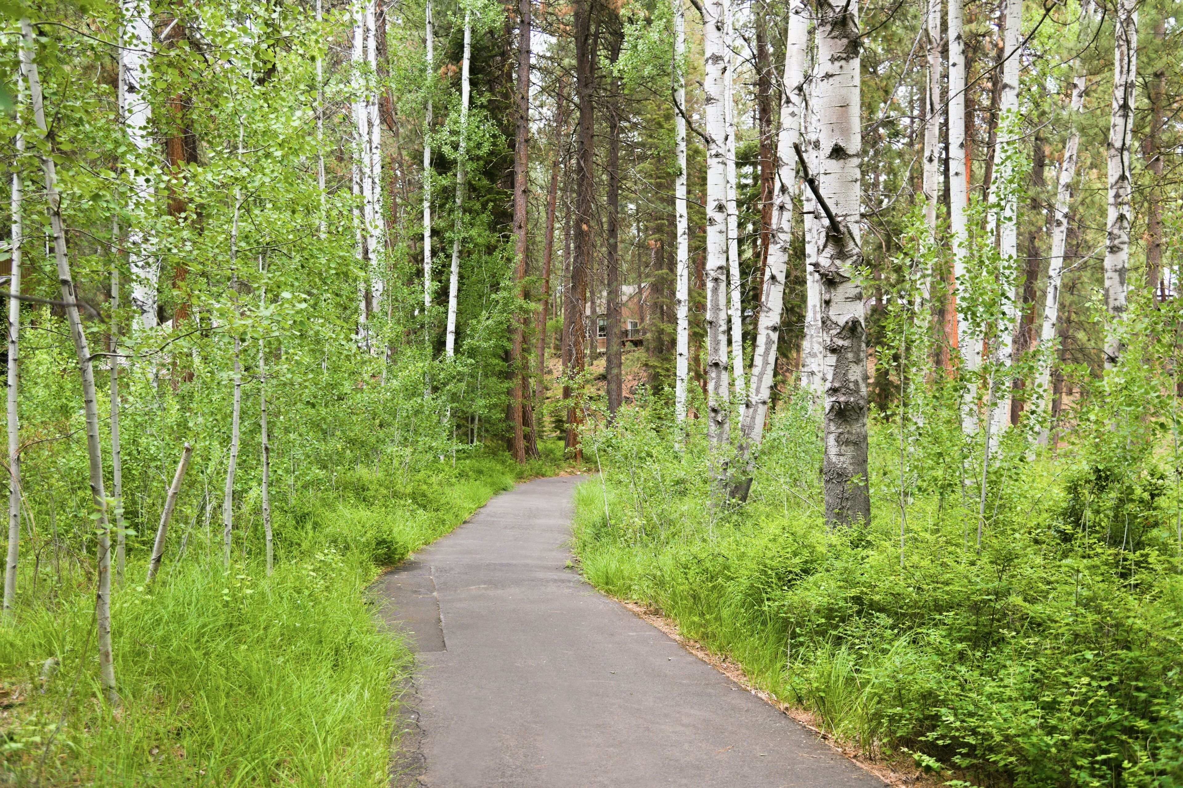 A forested path with birch trees and a paved walkway.