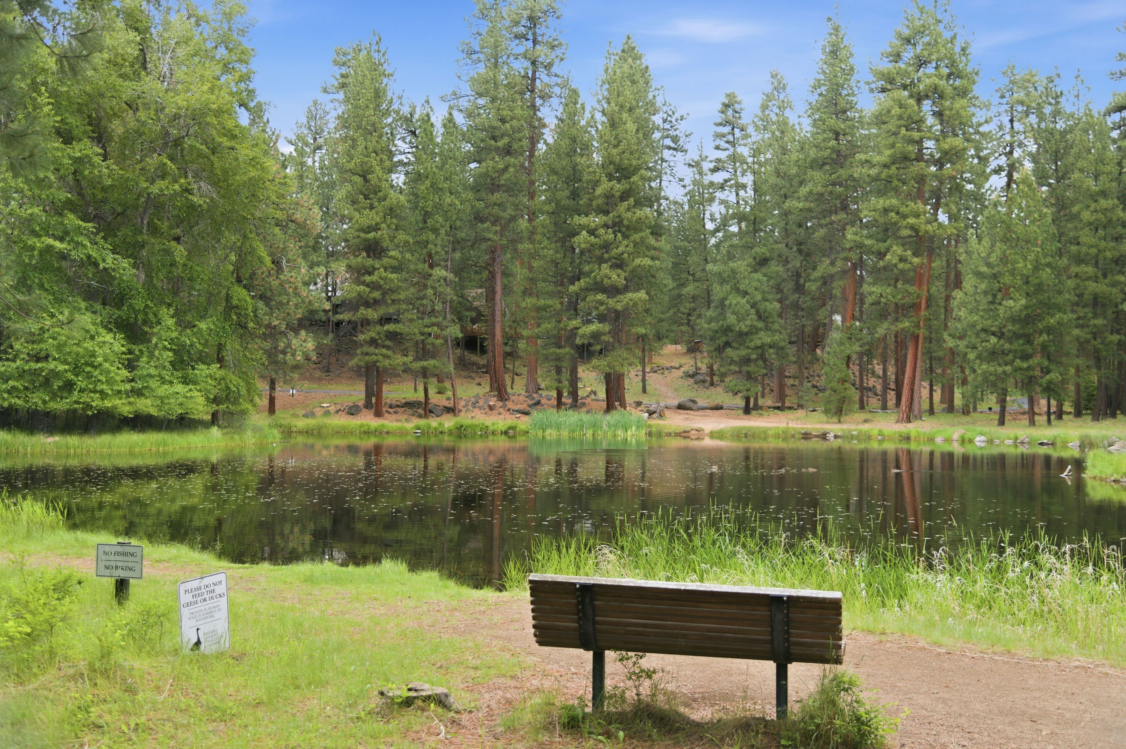 A bench by a pond surrounded by trees.